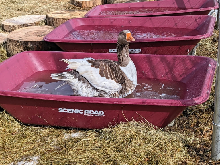 Geese bathing in a Scenic Road mortar box on Martha Stewart's farm